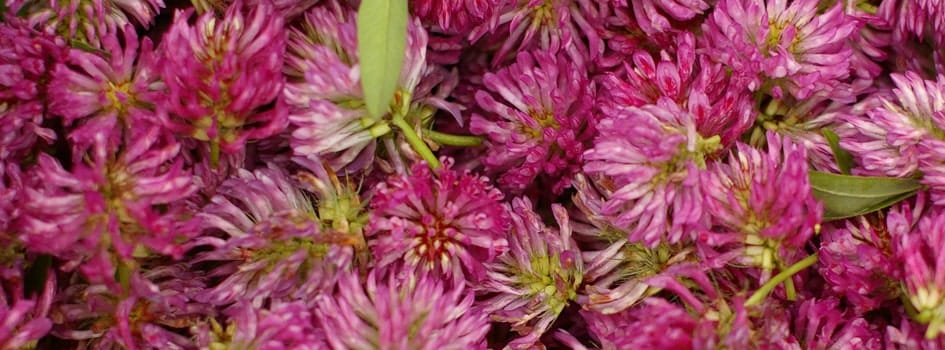 fresh herbal flowers