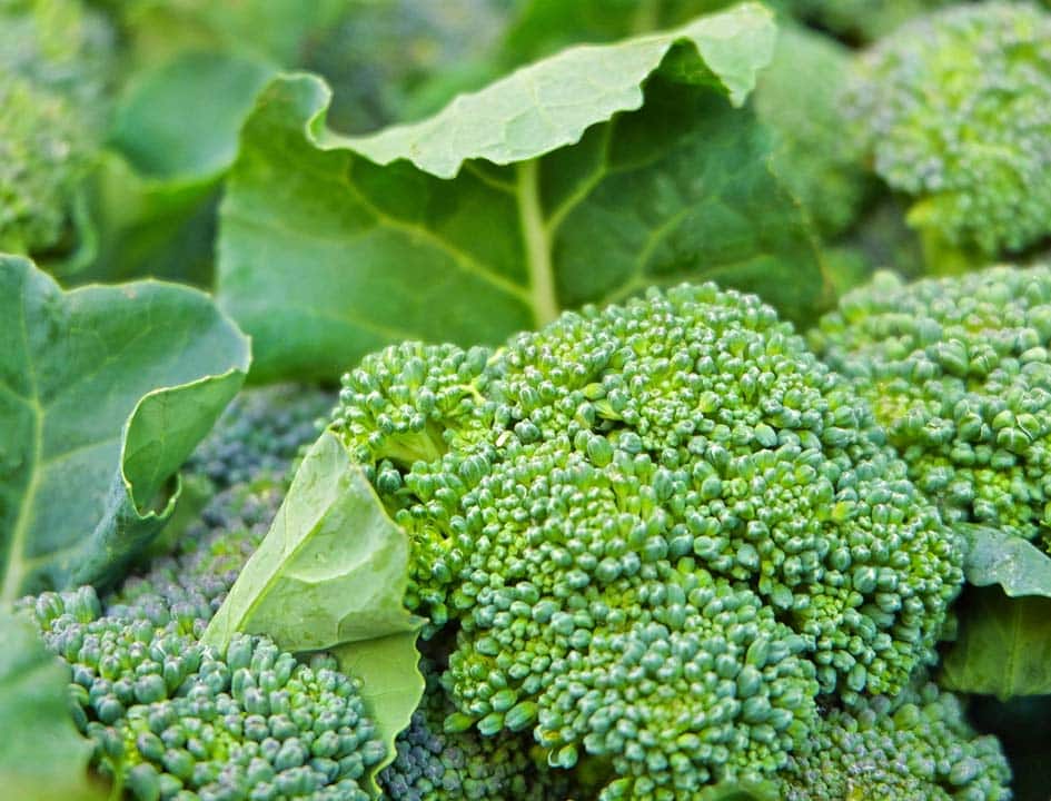 anti-aging foods broccoli