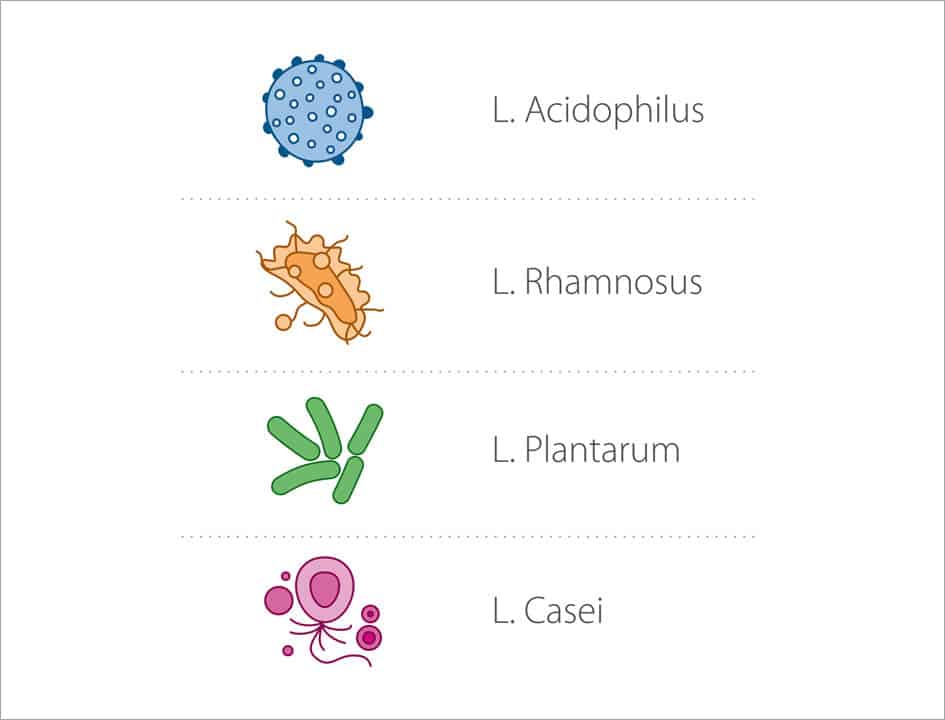 Healthy acidophilic intestinal lactobacillus bacteria